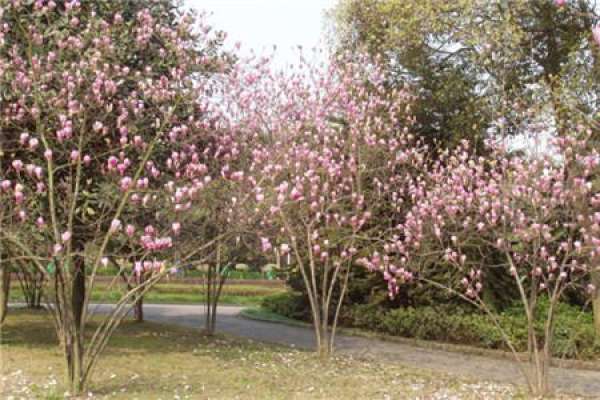 Magnolia liliflora