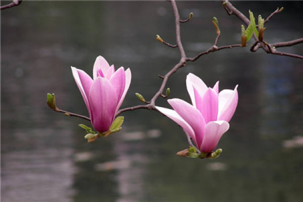 Magnolia liliflora