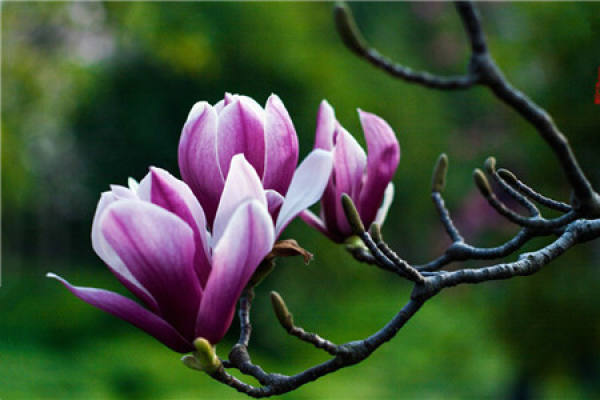Magnolia liliflora
