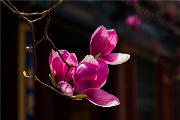 Magnolia liliflora