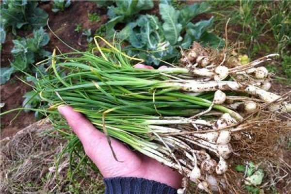 Wild Leek