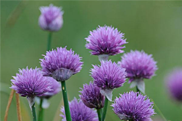 Wild Leek