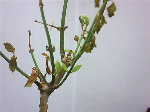 The reason why jasmine flowers lose their leaves