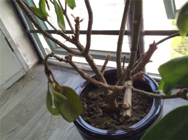 the reason why the jasmine leaves off