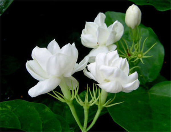 Does potted jasmine need fertilizer?