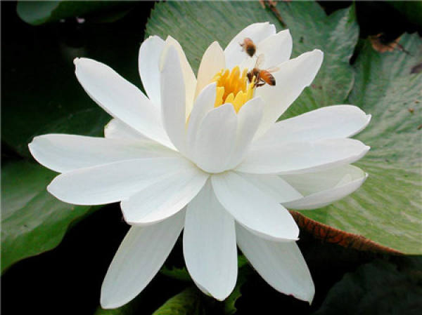 How to fertilize jasmine