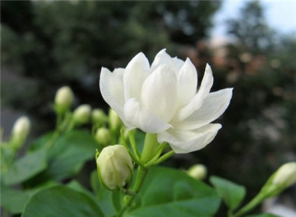 The Flower Language and Symbolic Meaning of Jasmine