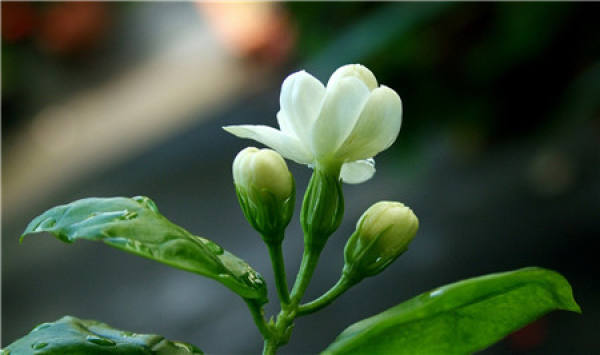The Flower Language and Symbolic Meaning of Jasmine