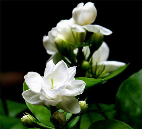 flower language and symbolic meaning of jasmine