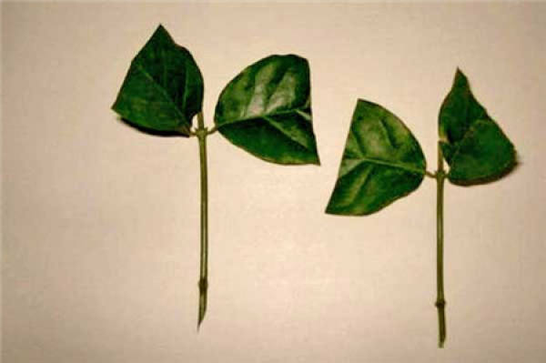 Illustration of how to cut jasmine