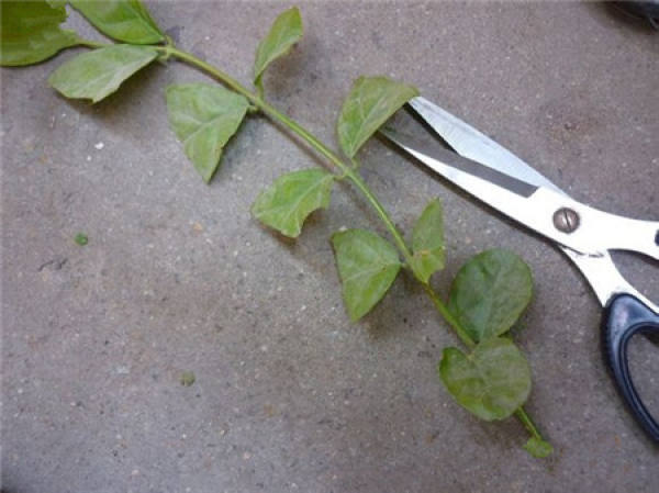 Illustration of how to cut jasmine