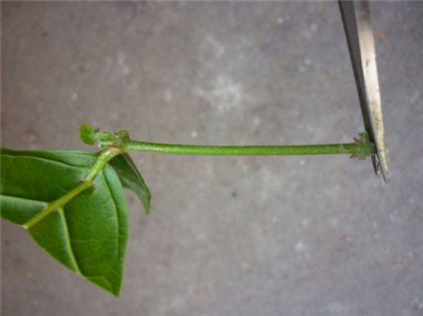 Illustration of how to cut jasmine