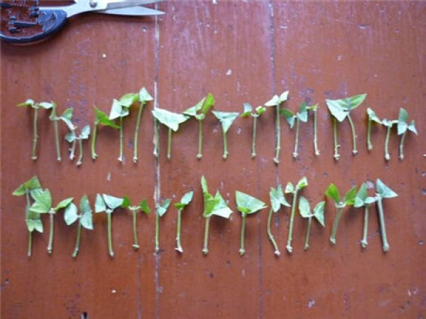 Illustration of how to cut jasmine