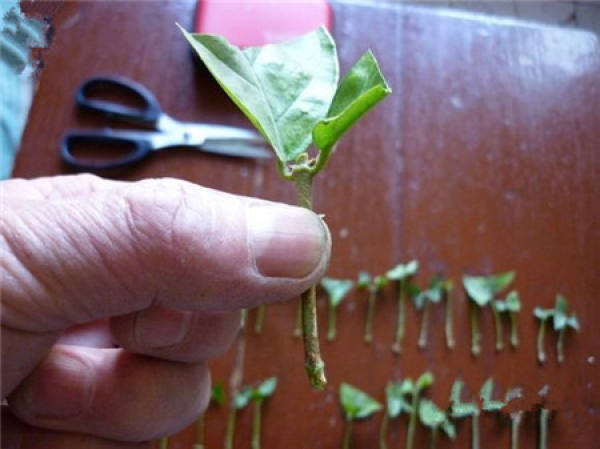 Illustration of how to cut jasmine