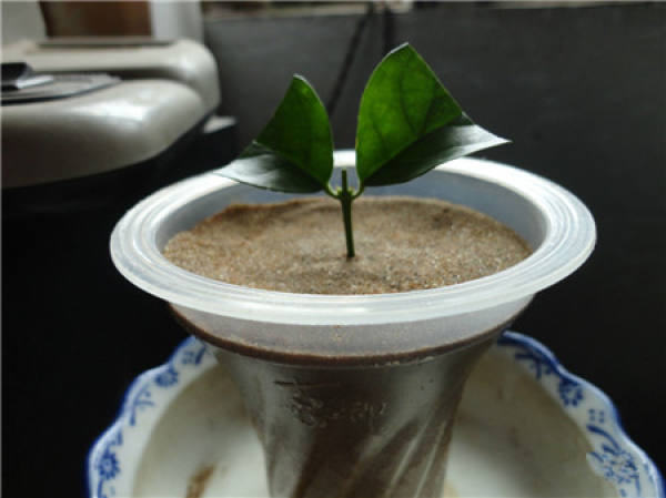 Illustration of how to cut jasmine