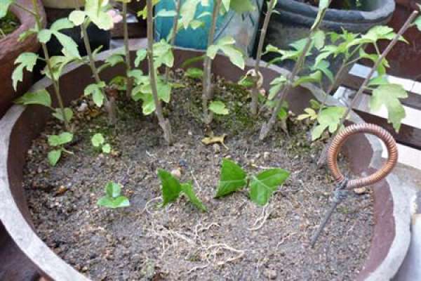 how to cut Jasmine