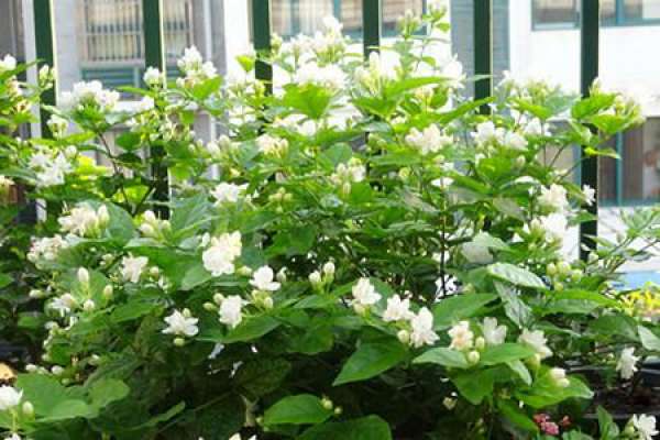 Blooming jasmine