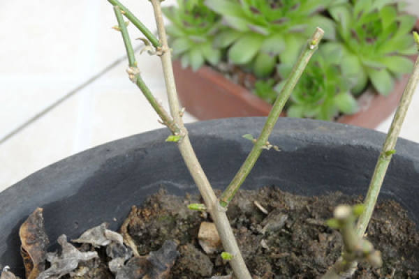 Blooming jasmine
