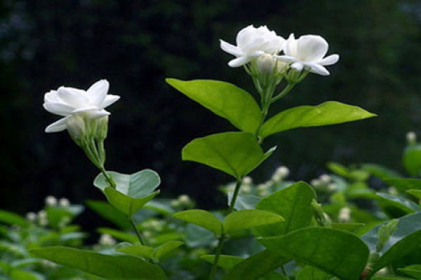 Blooming jasmine