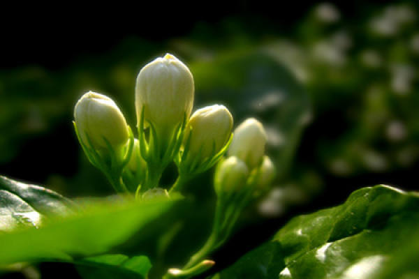Blooming jasmine