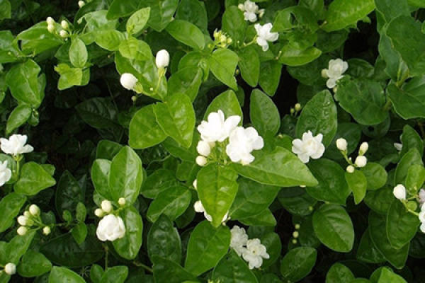 Jasmine in bloom