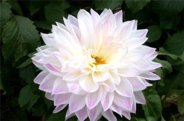 Which potted flowers avoid rain?