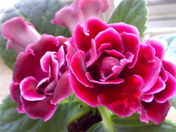Which potted flowers avoid rain?