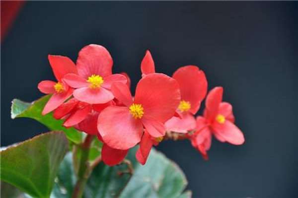 Which potted flowers avoid rain?