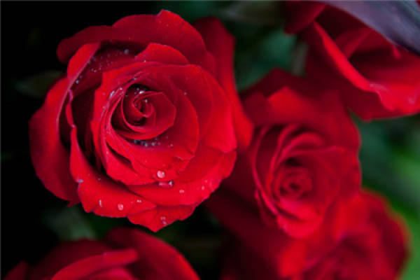 Which flowers are suitable for weddings: Roses