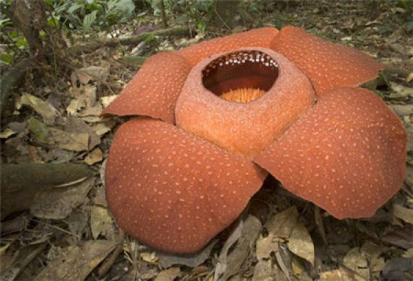 The Flower Language of the King Flower The Flower Language of the King Flower