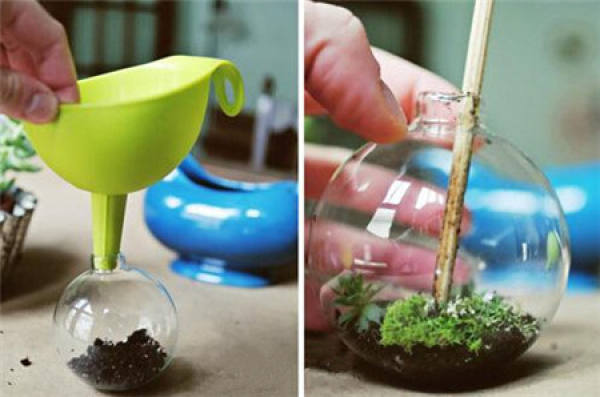 Making glass ball potted landscape of succulent plant