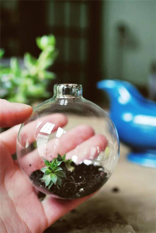 Making glass ball potted landscape of succulent plant