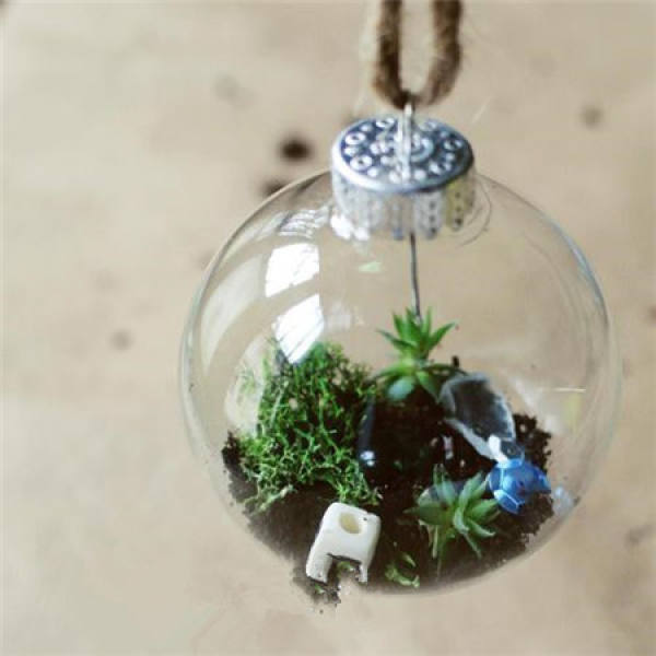 Making glass ball potted landscape of succulent plant