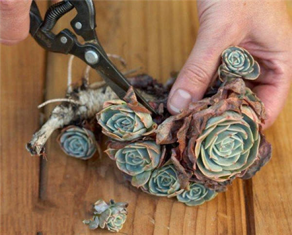 Making glass ball potted landscape of succulent plant