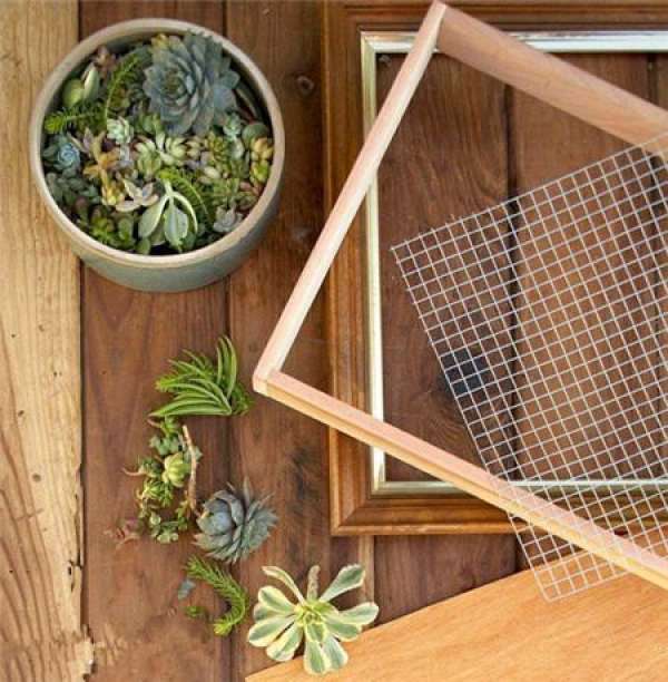Making glass ball potted landscape of succulent plant