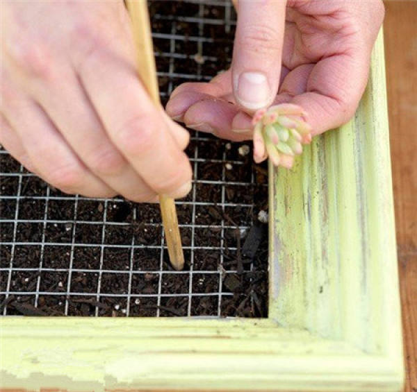 Making glass ball potted landscape of succulent plant