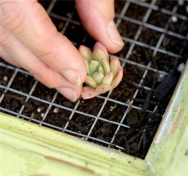 Making glass ball potted landscape of succulent plant