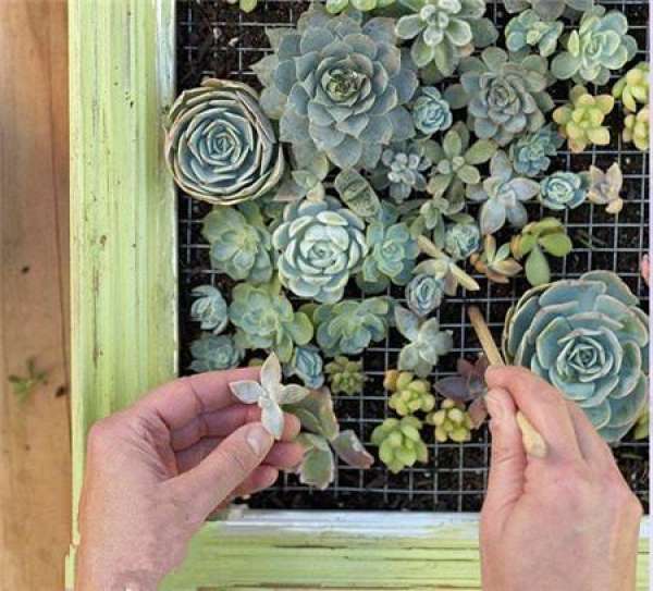 Making glass ball potted landscape of succulent plant