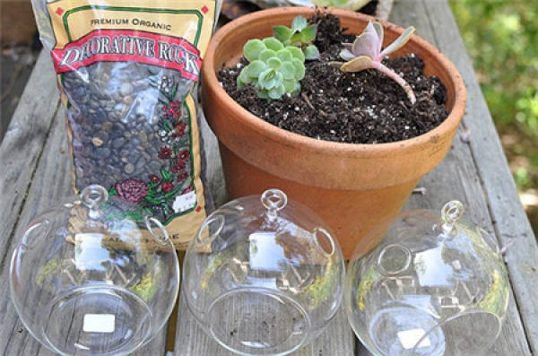 Making glass ball potted landscape of succulent plant