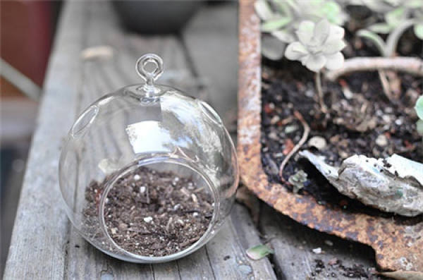 Making glass ball potted landscape of succulent plant