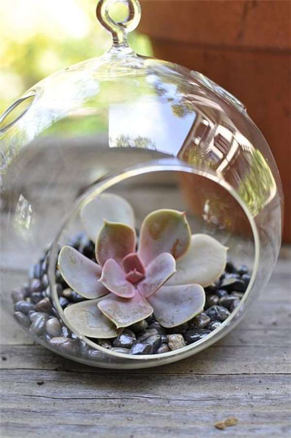 Making glass ball potted landscape of succulent plant