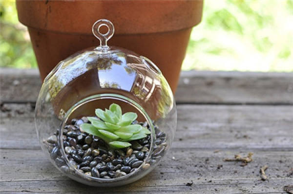 Making glass ball potted landscape of succulent plant