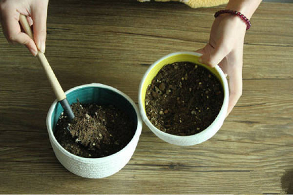 Making glass ball potted landscape of succulent plant