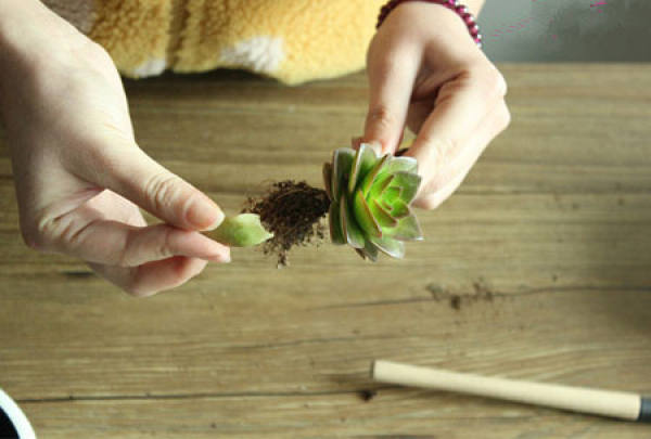 Making glass ball potted landscape of succulent plant