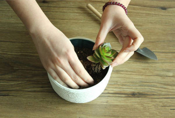 Making glass ball potted landscape of succulent plant