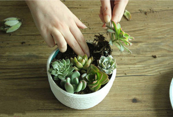 Making glass ball potted landscape of succulent plant