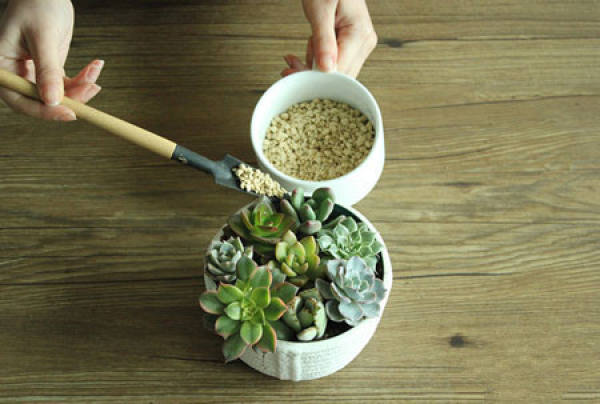 made of bonsai with meaty plant glass ball