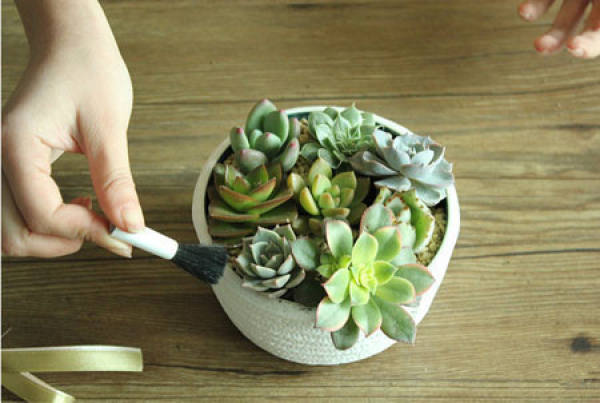 made of bonsai with meaty plant glass ball