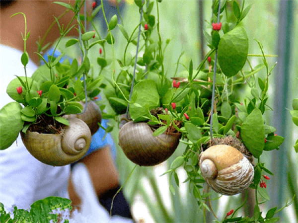 Bonsai make of succulent plant