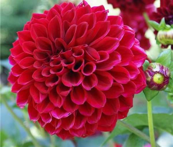 Dahlia blossom